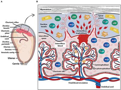 Frontiers | MAIT Cells At The Fetal-Maternal Interface During Pregnancy